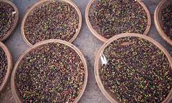 Café é a maior fonte de receita de exportação para a Etiópia