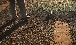 Exportação de café da Índia deve cair até 15% devido à baixa produção