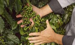 Faturamento das lavouras brasileiras de café deve chegar a R$ 23 bilhões