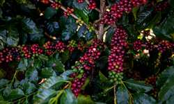 Combinação de variedades de café permite facilidade na colheita