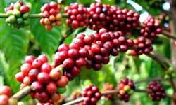 Um caminho para salvar a cafeicultura brasileira