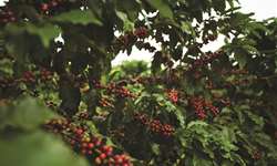 Mato Grosso investe na produção do café