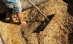 Produção de café na Índia pode reduzir 20%