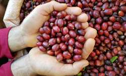 Cresce número de exportações de café conilon do ES