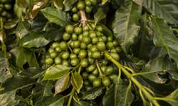 Abelhas no cafezal podem aumentar a produção cafeeira