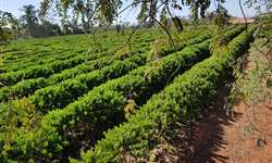 Cafeicultura Brasileira e o abismo de incertezas que tiram o sono dos produtores