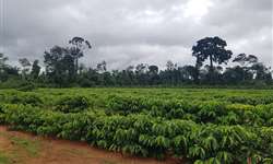 Projeto de Lei incentiva produção cafeeira no Paraná