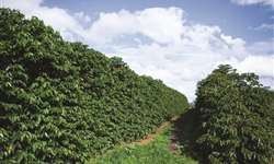 Café cresce 23,6% dentro da Agropecuária