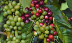 Empresa desenvolve sistema de irrigação para café conilon