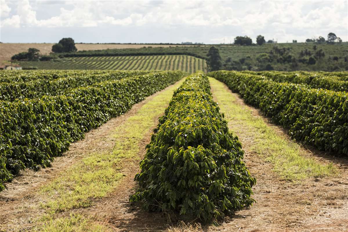 Colniza amplia produção e é considerada a capital do café em Mato Grosso –  Só Notícias