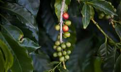 Sequência do genoma do Coffea arabica é liberada