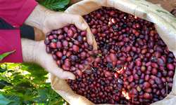Rondônia aumenta produção de café em 2,1%