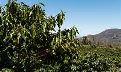 Número de hectares de cafés plantados na Colômbia diminui