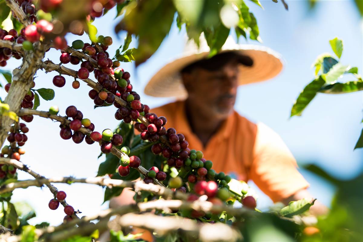 Porque Os Cafeicultores Passaram A Apoiar A República