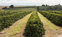 Cepea: clima pode favorecer produção dos cafezais