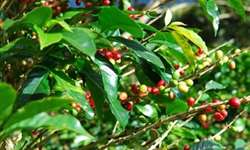 MG registra até 45% de café chocho em algumas áreas por seca, aponta estudo