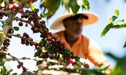 Preços do café arábica podem subir até 25%