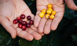 Colômbia busca vender próprio café e fugir da cotação de Nova York
