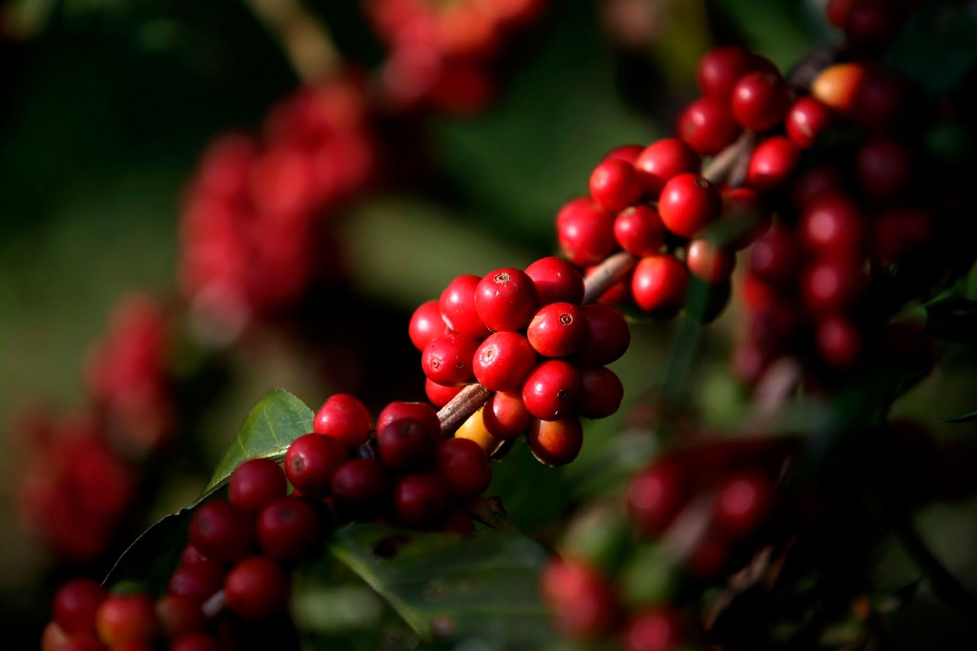 Por que irrigar o cafeeiro?