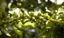 Irrigação do cafeeiro: como viabilizar economicamente