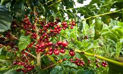 IAC avalia uso do nitrogênio em plantas jovens do cafeeiro