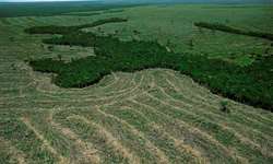Impasse atrasa decreto que finaliza regulamentação do novo Código Florestal