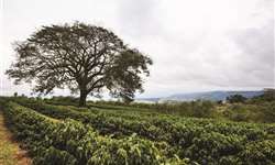 Triciclos permitem aplicação bem protegida de herbicidas em cafezais