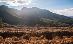 Produção de café da Colômbia cresce 18% em abril