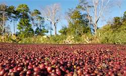 Rondônia investe em cafés clonais