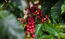 Programa visa reativar produção de café em município colombiano