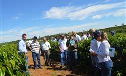 Cerrado Mineiro inicia programa de difusão de cultivares de café do Brasil