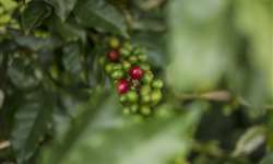 Estoques de café podem diminuir com avanços da exportação