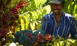 Munícipio de Rondônia colhe pela primeira vez café clonal
