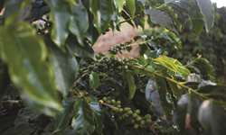 URGENTE: Confirmado risco de geadas na zona cafeeira do Paraná