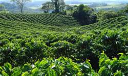 Sustentabilidade do café: o grande beneficiário é o produtor e sua propriedade
