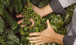 Queda na produção de café pode melhorar cotações