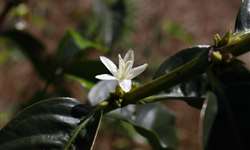 Boletim Carvalhaes: Produtores aguardam floradas e observam pegamento das flores