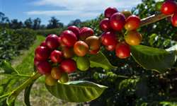 Lucratividade na cafeicultura: como alcançar seus objetivos