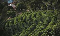 Minas Gerais registra chuvas de granizo o que prejudica algumas produções cafeeiras