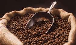 Importância da locação do cafezal para eficiência na colheita