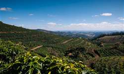 Eficiência da colheita mecanizada na cultivar de café Arara