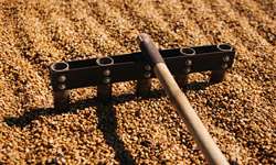 Quênia busca alternativas para aumentar produção de café