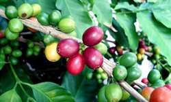 Estiagem provoca perdas de 15% a 25% nas lavouras de café