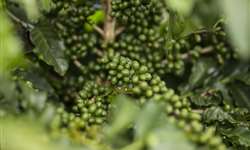 Exportadora acredita que a safra de café 2020/2021 ultrapassará os 60 milhões