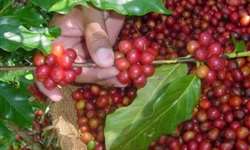 Instabilidade marca início da colheita do café