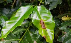 UFLA desenvolve sistema de aviso de doenças nas plantações de café