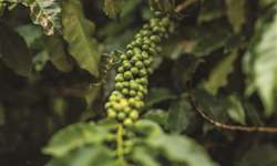 Graúna: nova variedade de café muito produtiva