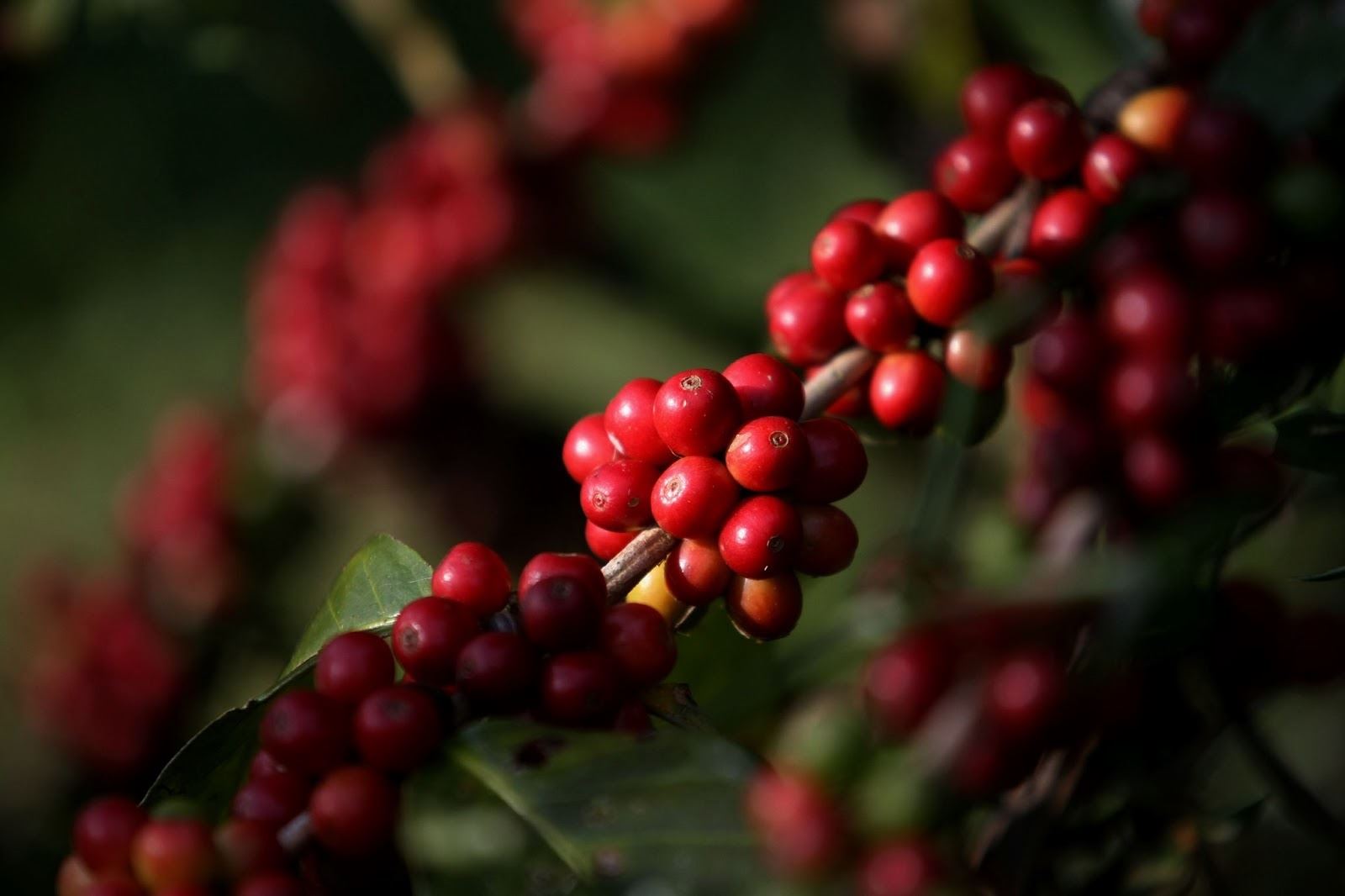 4 pontos essenciais da propriedade que precisam ser considerados no plantio do café