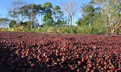 Rondônia inicia colheita de canéfora