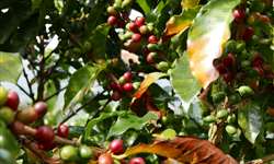 4C Melhorando o Desempenho da Sustentabilidade no Setor Cafeeiro numa Era de Mudanças Climáticas